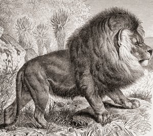 Lev kapský, dnes vyhynulý, z knihy "La Vida de los Animales", vyd. kolem roku 1885 (tisk) od Spanish School