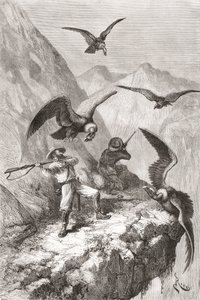 Édouard François André a jeho společník byli napadeni kondory poblíž Calacali, provincie Pichincha, Ekvádor, během své botanické expedice v podhůří And v letech 1875-76 od Spanish School