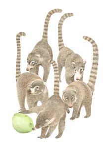 Kostarika Coatis, 2019 (grafitová tužka a digitál) od Stacy Hsu