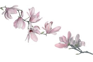 Magnolie, 2015 (grafitová tužka a akvarel) od Stacy Hsu