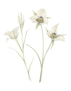 Mariposa Lily, 2018 (grafitová tužka a akvarel) od Stacy Hsu