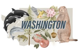 Symboly státu Washington, 2018 (grafitová tužka a digitální tisk)