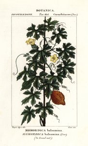 Africká okurka, Momordica balsamina od Stanghi Stanghi
