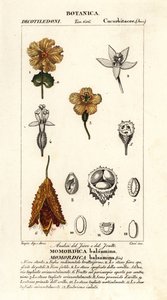 Africká okurka, Momordica balsamina od Stanghi Stanghi