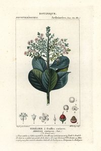 Hovězí dřevo, Ardisia coriacea od Stanghi Stanghi