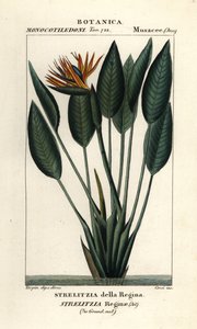 Bird of paradise, Strelitzia reginae   1406258   cs       czech Successfully Translated  Original: Figurehead Translat: Figurehead 1218113 cs czech Successfully Translated Original: Simon McTavish Translat: Simon McTavish 1231032 cs czech Successfully Tran od Stanghi Stanghi