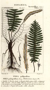 Kapradina štětinová, Trichomanes elegans od Stanghi Stanghi