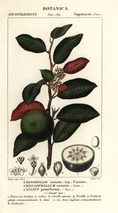 Cainite, Chrysophyllum cainite od Stanghi Stanghi