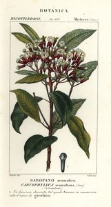 Hřebíček, Syzygium aromaticum od Stanghi Stanghi