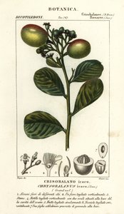 Cocoplum, Chrysobalanus icaco od Stanghi Stanghi