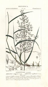 Ohyb obecný, Agrostis capillaris od Stanghi Stanghi