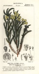 Bavlník obecný, Berzelia lanuginosa od Stanghi Stanghi