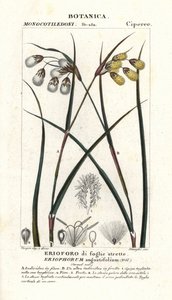 Bavlník nebo bavlník, Eriophorum angustifolium od Stanghi Stanghi