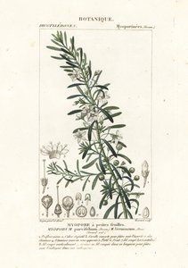 Boobialla plazivá, Myoporum parvifolium od Stanghi Stanghi