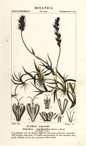 Mesquite kadeřavý, Hilaria cenchroides od Stanghi Stanghi
