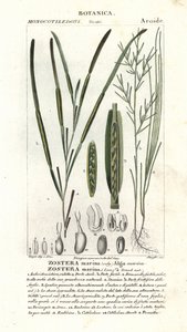 Úhoří tráva nebo mořský vrak, přístav Zostera od Stanghi Stanghi