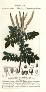 Encenillo, Weinmannia pubescens od Stanghi Stanghi