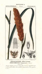 Eriochrysis cayannensis, tropická americká tráva od Stanghi Stanghi