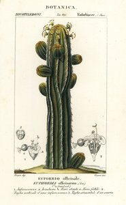 Euphorbia officinarum od Stanghi Stanghi