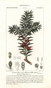 Tis evropský, Taxus baccata
