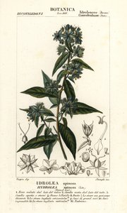 Falešný houslista, Hydrolea spinosa od Stanghi Stanghi