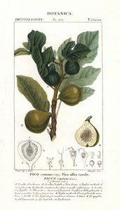 Fíkovník a ovoce, Ficus carica od Stanghi Stanghi