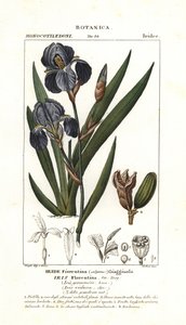 Iris florentský, Iris germanica var florentina od Stanghi Stanghi