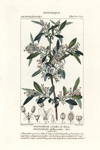 Fontanesia phillyreoides od Stanghi Stanghi