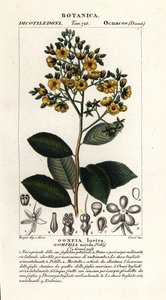 Gomphia nitida od Stanghi Stanghi