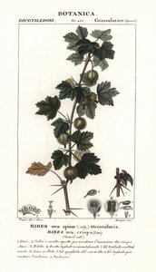 Angrešt, Ribes uva-crispa od Stanghi Stanghi