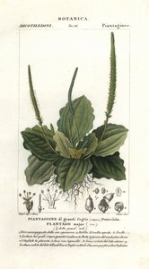 Jitrocel větší, Plantago major od Stanghi Stanghi