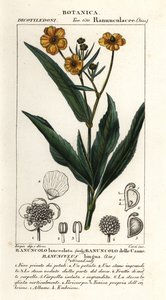 Kopinatka větší, Ranunculus lingua od Stanghi Stanghi