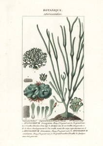 Zelené řasy druh Spongodium od Stanghi Stanghi