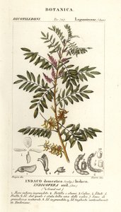 Guatemalské indigo, Indigofera suffruticosa od Stanghi Stanghi