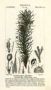 Hallerův jabloňový mech, Bartramia halleriana od Stanghi Stanghi