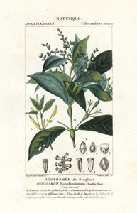 Hedyosmum bonplandianum, Kunth od Stanghi Stanghi
