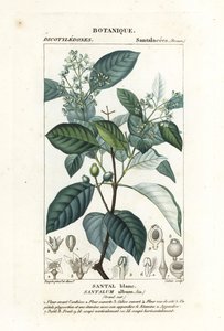 Indické santalové dřevo, Santalum album, zranitelné od Stanghi Stanghi