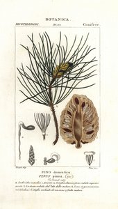Borovice italská, Pinus pinea od Stanghi Stanghi