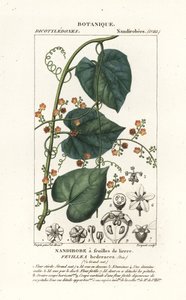 Javillo nebo antidot cacoon, Fevillea cordifolia od Stanghi Stanghi