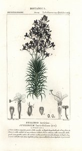 Spouštěč modřínových listů nebo stromů, Stylidium laricifolium od Stanghi Stanghi