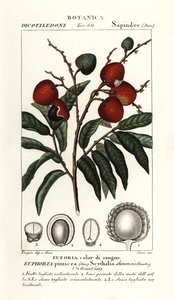 Ovoce liči, Litchi chinensis od Stanghi Stanghi