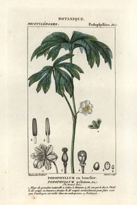 Májovník, Podophyllum peltatum od Stanghi Stanghi