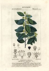 řešetlák středomořský, Rhamnus alaternus od Stanghi Stanghi