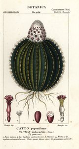 Melounový kaktus, Melocactus caroli-linnaei od Stanghi Stanghi