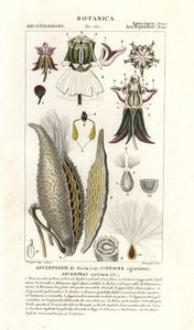 Milkweed, Asclepias syriaca od Stanghi Stanghi
