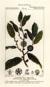 Napoleonaea imperialis od Stanghi Stanghi