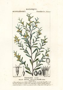 Olax stricta od Stanghi Stanghi