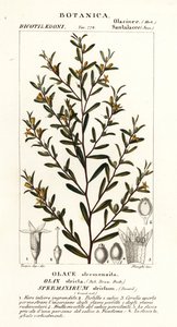 Olax stricta od Stanghi Stanghi