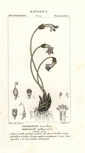Jednokvětá metlička, Orobanche uniflora od Stanghi Stanghi