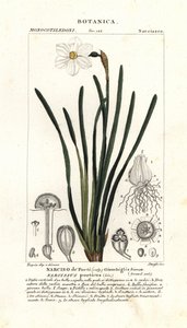 Básníkův narcis, Narcissus poeticus od Stanghi Stanghi